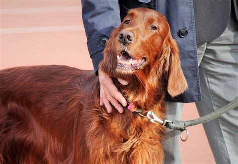 How to Pet a Dog: Tips and Best Spots for Happy Canine Companions - Petful