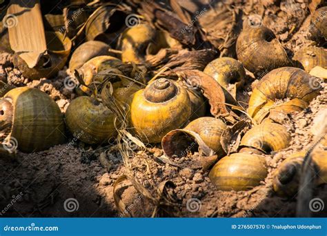 Pomacea canaliculata stock photo. Image of mollusk, shape - 276507570