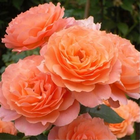 РОЗИ Чаен-хибрид 65 - rosesplants.com