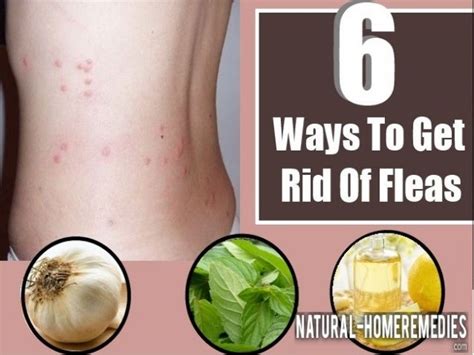 6 Ways To Get Rid Of Fleas