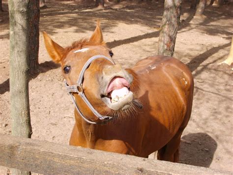 Colic in Horses: Signs, Causes, Treatment & Prevention – The Helpful Vet