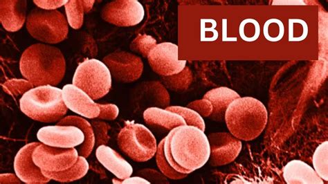 composition  function  blood biology  chemistry lessons