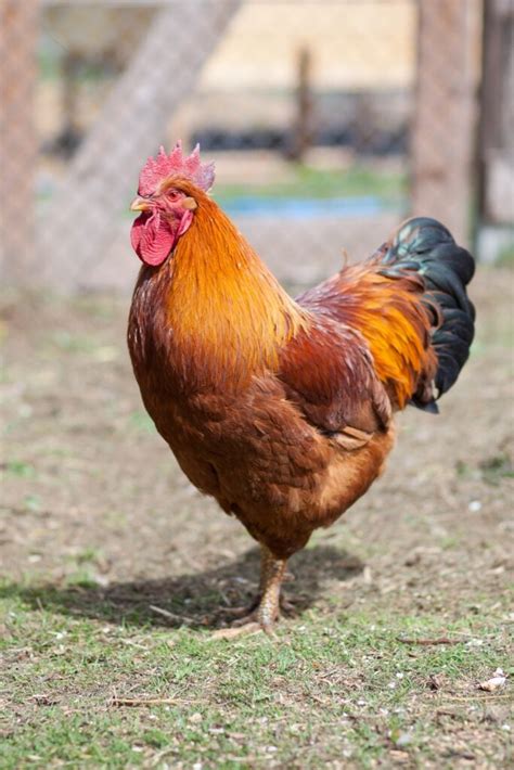 hampshire red chicken animal facts gallus gallus domesticus