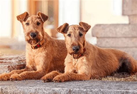 Cheapest Hypoallergenic Dog Breed - 10 Best Non Shedding Dogs