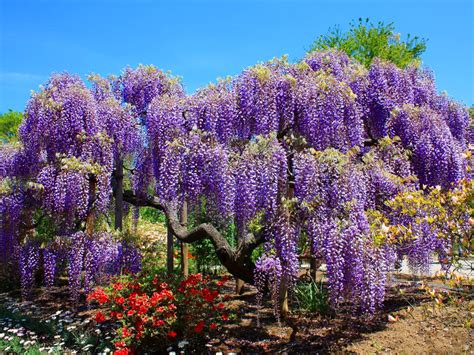 Wisteria wallpaper | 1024x768 | #70858
