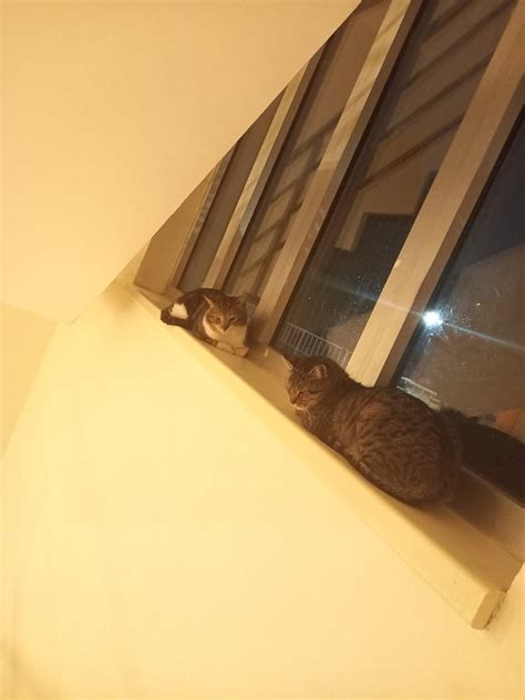 Unneutered male cats are still bothering spayed female cat. Should we