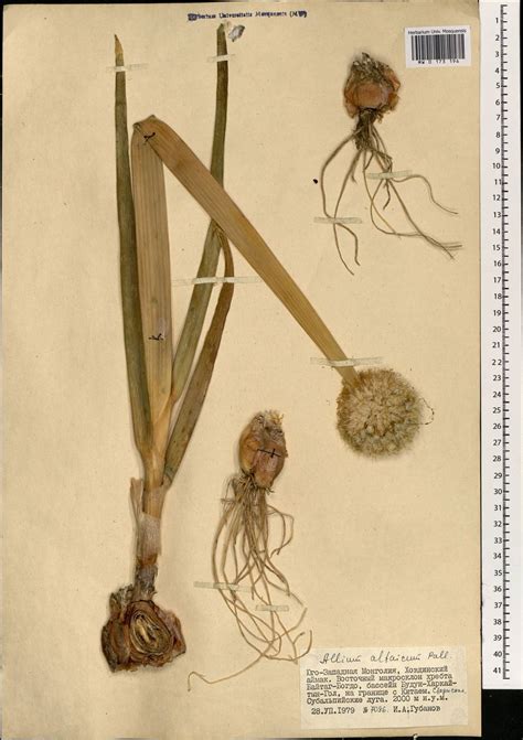 MW0173196, Allium altaicum (Лук алтайский), specimen