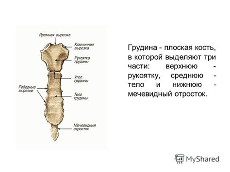 Презентация на тему: "Скелет человека. Функции скелета Скелет человека ...