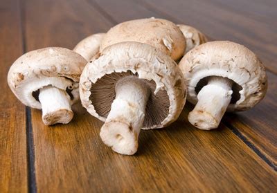 Mushrooms - Learn About Nature