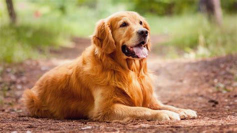 The Golden Retriever: An Intelligent Worker and a Patient Family Dog ...