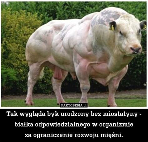 Tak wygląda byk urodzony bez miostatyny