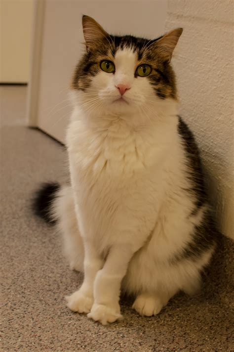 37+ Kittens Sarasota FL, Inspirasi Top!