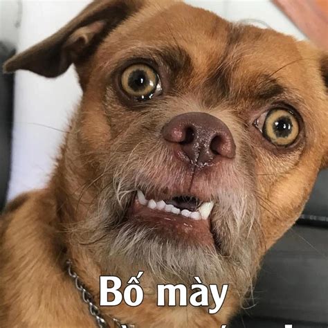 bo suu tap meme cho dinh dam khien cong dong mang thich thu