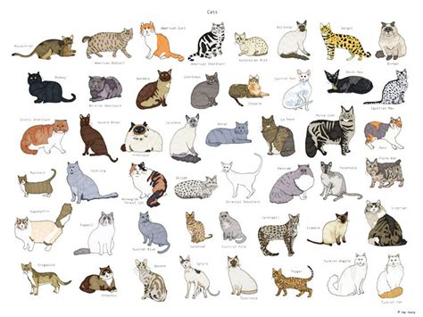 cat breeds poster  etsy