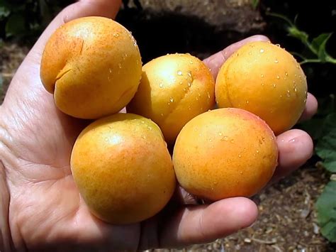 Априум (абрикос-слива) Флейвор Делайт Aprium Apricot x Plum hybrid ...