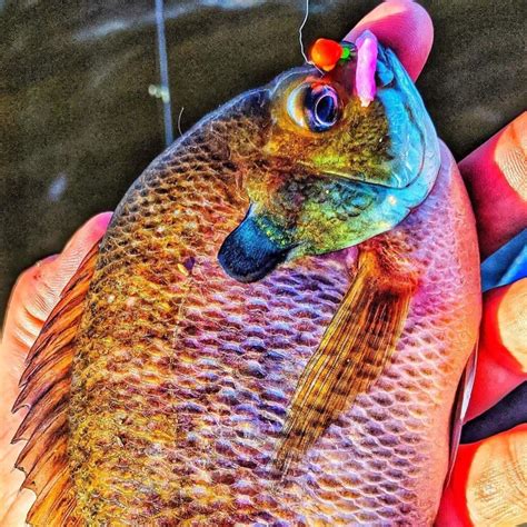 interesting panfish bait alternative  add   list virtual