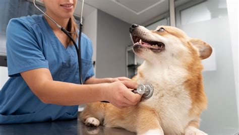 Los perros con enfermedad de válvula mitral asintomática pueden sufrir