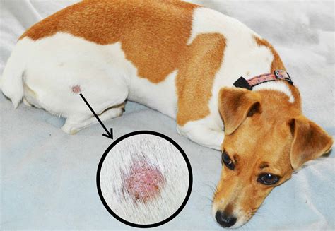What Do Ring Worms On Dogs Look Like