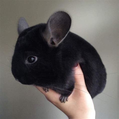 21 Animals That Are So Cute, We Can’t Handle It / Bright Side