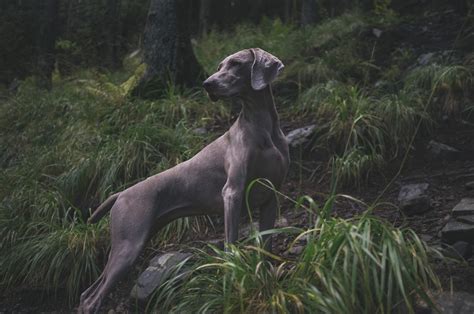 Weimaraner Vizsla Mix - The Vizmaraner Cross - HubPages
