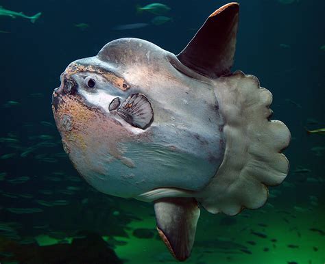 moonfish - Wiktionary, the free dictionary