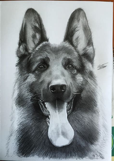 german shepherd drawing  alainmi  deviantart