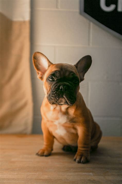 [200+] Bulldog Wallpapers | Wallpapers.com