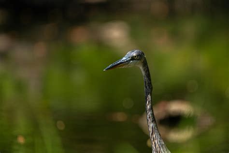 Free+Pictures+Wild+Amaginations Photos, Download The BEST Free Free