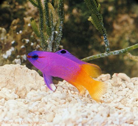 Royal Gramma fish photo WP08367