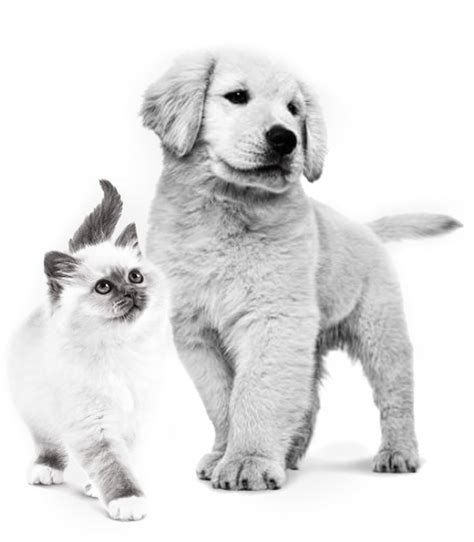 ⭐ Клуб заводчиков Royal Canin