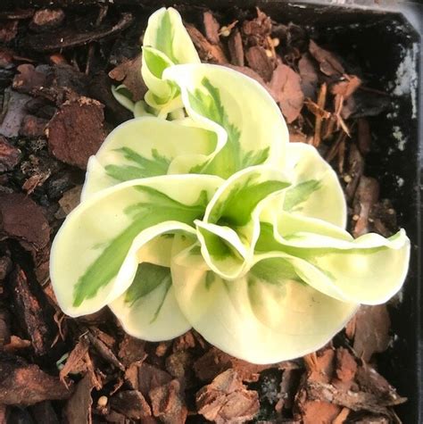 Hosta Let's Twist Again (S) - Питомник Хуторок