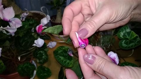 Как получить СЕМЕНА ЦИКЛАМЕНА в домашних условиях? ОПЫЛЕНИЕ цикламена ...