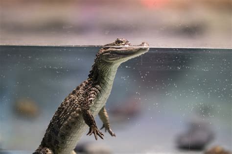 Crocodile Muggar Marsh - Free photo on Pixabay
