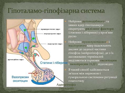 "Ендокринна система" - презентація з біології
