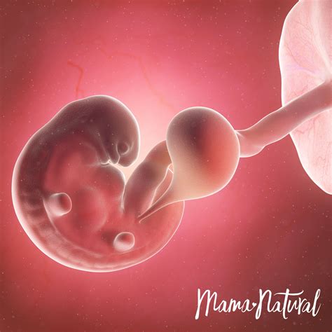 weeks pregnant natural pregnancy week  week