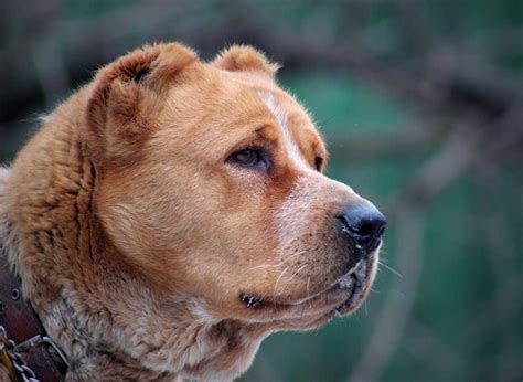 perfect head of alabai dog | Alabai dog, Kangal dog, Dog breeds