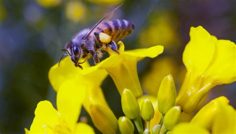 Защита рапса на всех стадиях роста и жизни | Bayer Crop Science Беларусь