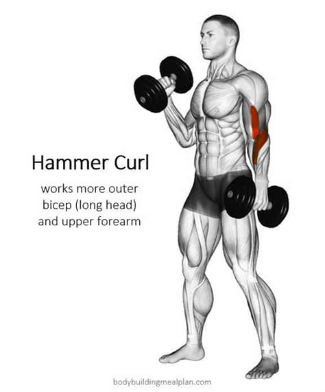 Hammer Curls vs Bicep Curls: How To Build Biceps Width & Peak ...