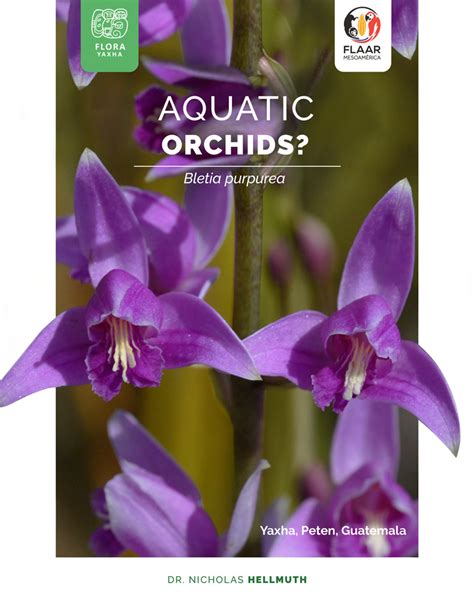 Aquatic Orchids? - FLAAR MESOAMERICA