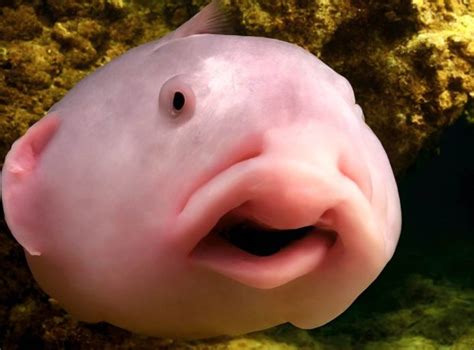 Blobfisch: Alle Infos zum „traurigsten Fisch der Welt“