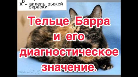 Тельце Барра и его диагностическое значение. - YouTube