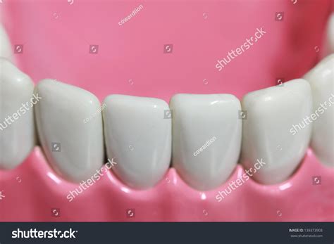 closeup plastic teeth gum model stock photo  shutterstock