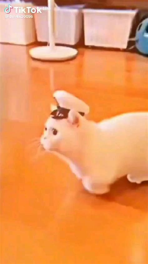 Пин от пользователя сигма на доске Ваши пины | Смешные котята, Котята ...