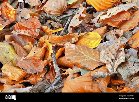 deciduous tree leaf  fallen  autumn stock photo alamy