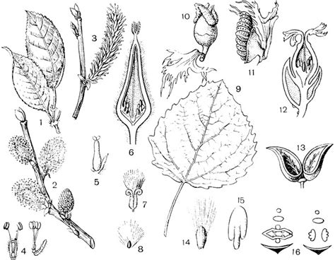 Семейство Ивовые - Salicaceae [1971 Гордеева Т.Н., Круберг Ю.К ...