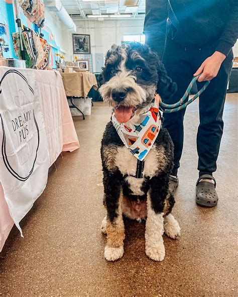 MPLS Pet Market | Minneapolis MN