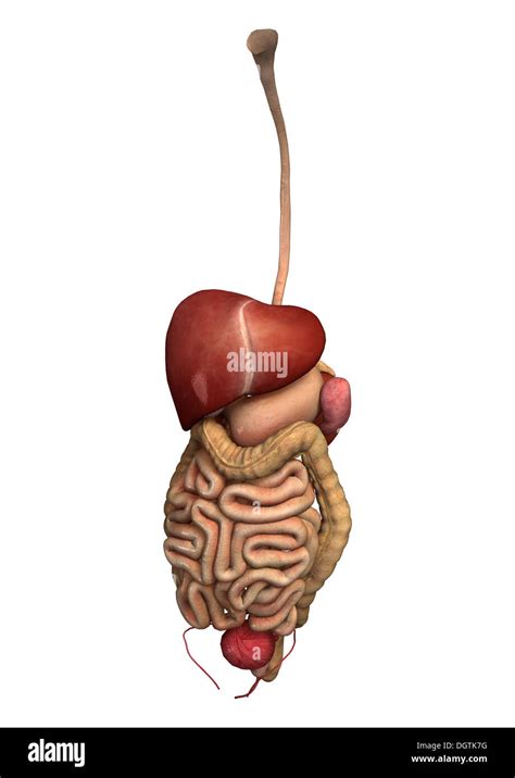 digital render  human guts isolated  white background stock