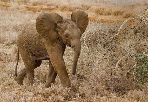 Beautiful African Elephant Calf