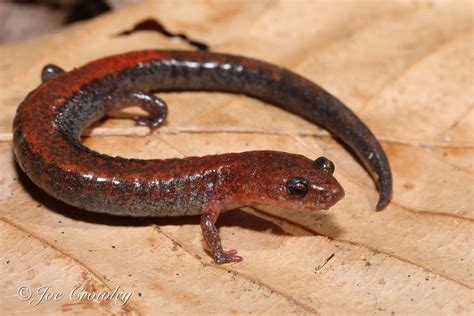 Eastern Red-Backed Salamander | The Canadian Encyclopedia