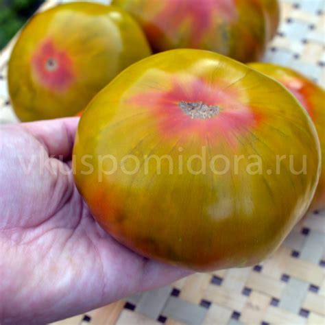 Купить семена томата сорт Кленовый сироп (Le Sirop Dérable)